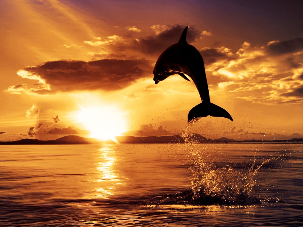 Dolphin in the Air for 1024 x 768 resolution