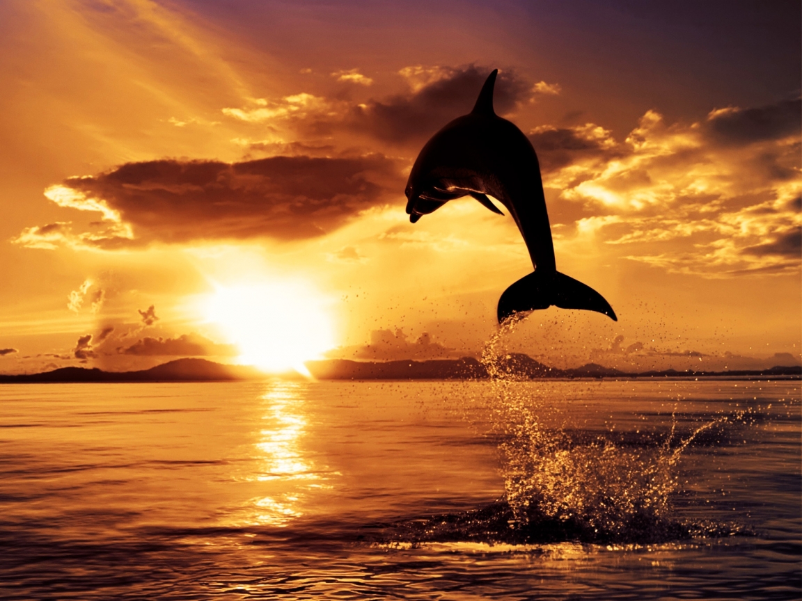 Dolphin in the Air for 1152 x 864 resolution
