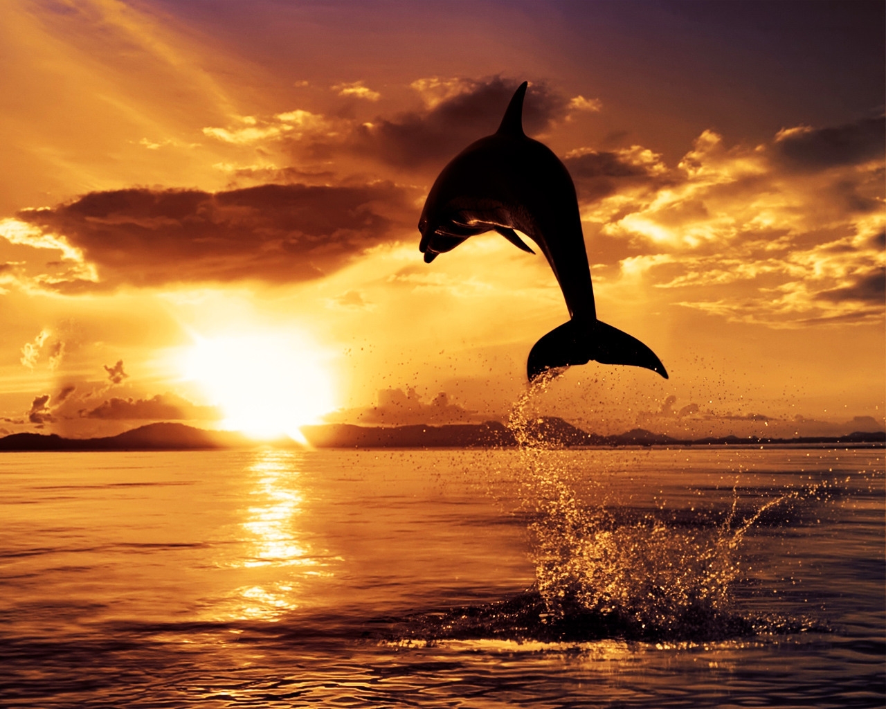 Dolphin in the Air for 1280 x 1024 resolution