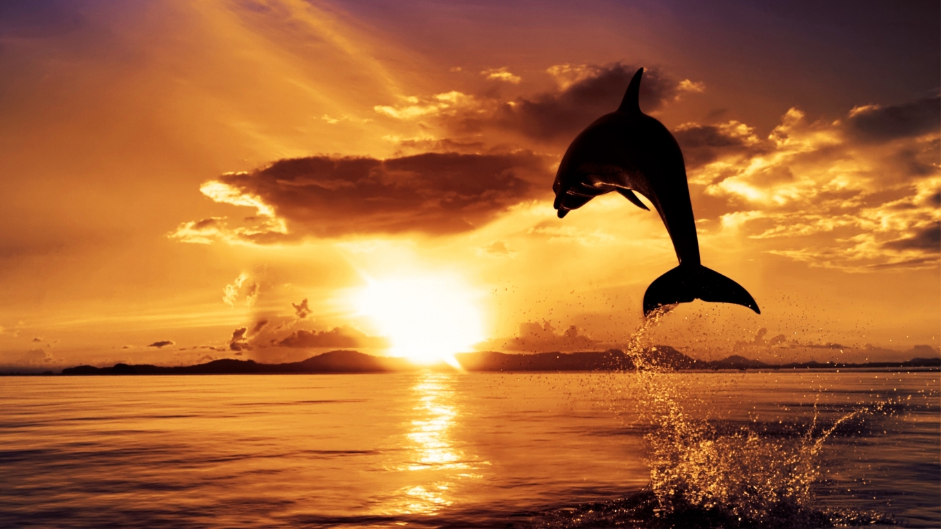 Dolphin in the Air for 1366 x 768 HDTV resolution