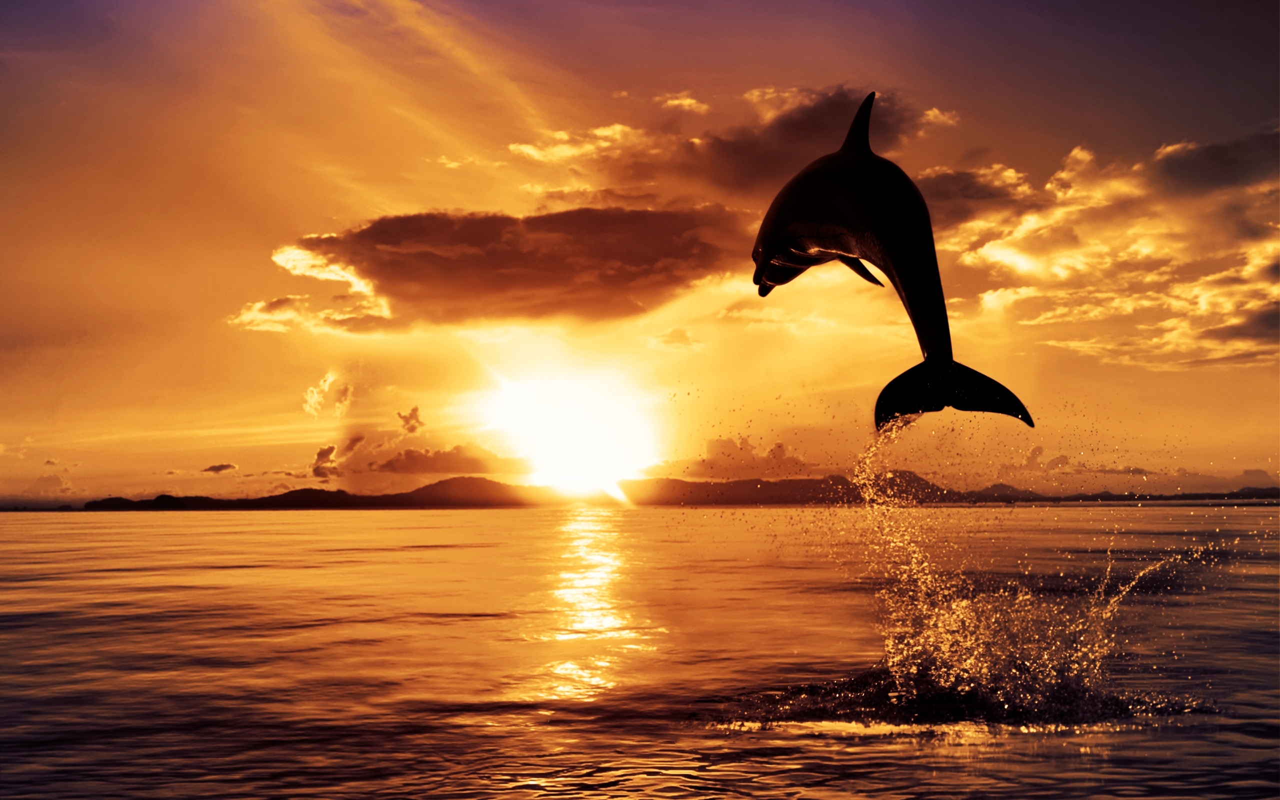 Dolphin in the Air for 2560 x 1600 widescreen resolution