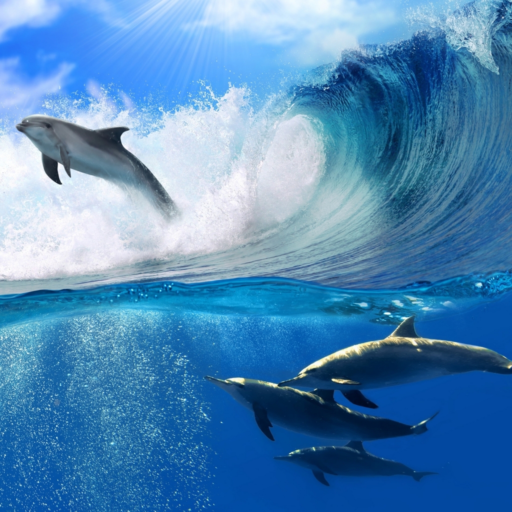 Dolphins Swimming for 1024 x 1024 iPad resolution