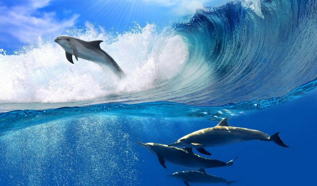 Dolphins Swimming for 1024 x 600 widescreen resolution
