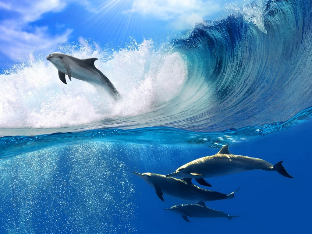 Dolphins Swimming for 1024 x 768 resolution