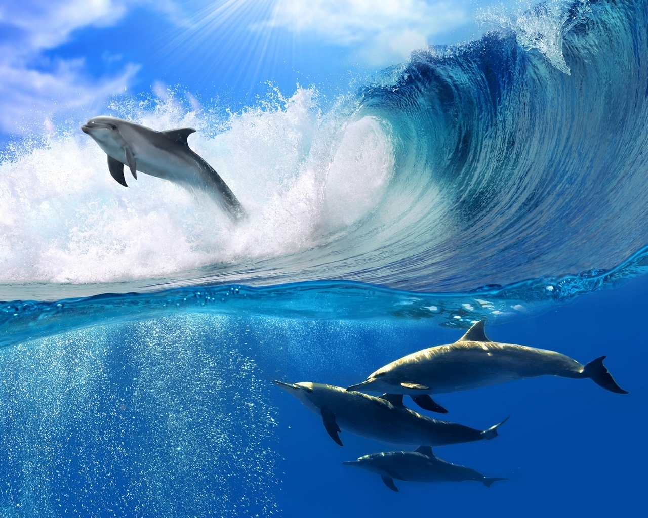 Dolphins Swimming for 1280 x 1024 resolution