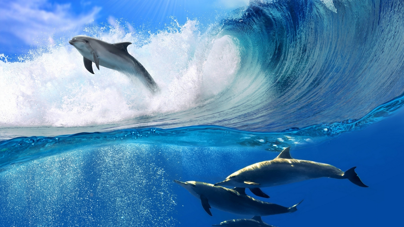 Dolphins Swimming for 1366 x 768 HDTV resolution