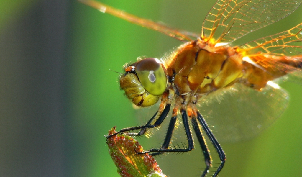 Dragonfly for 1024 x 600 widescreen resolution