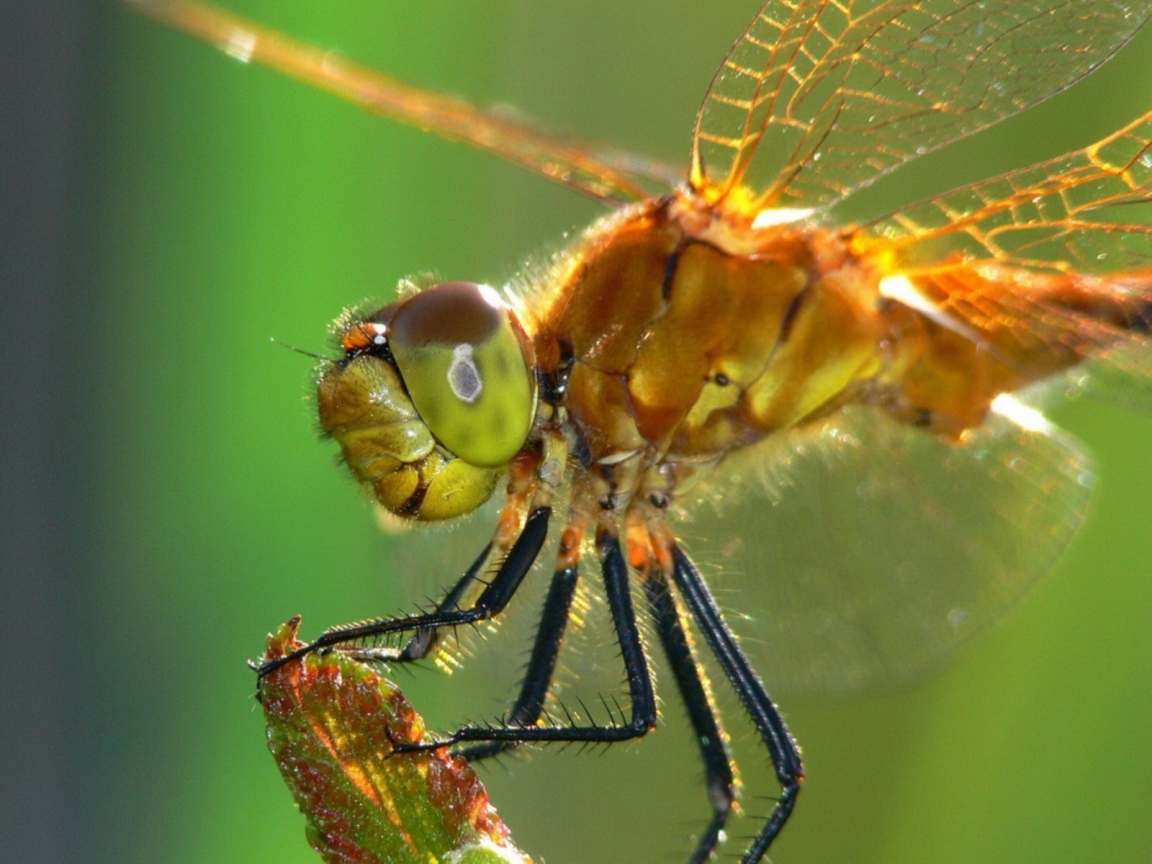 Dragonfly for 1152 x 864 resolution