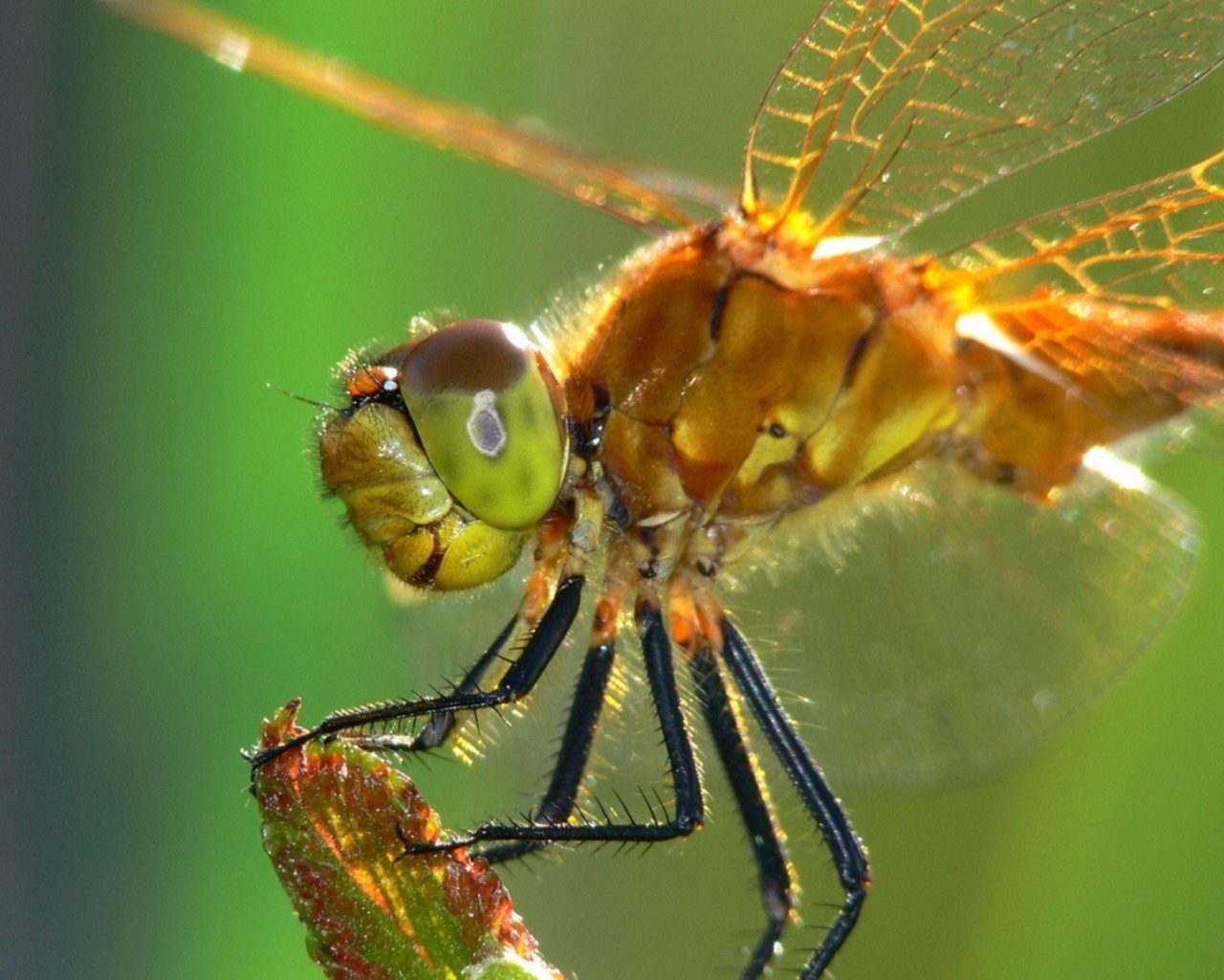 Dragonfly for 1280 x 1024 resolution