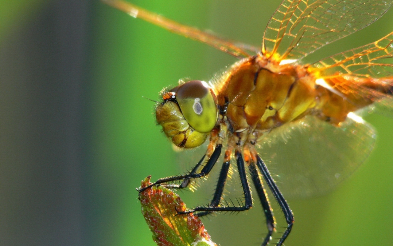 Dragonfly for 1280 x 800 widescreen resolution