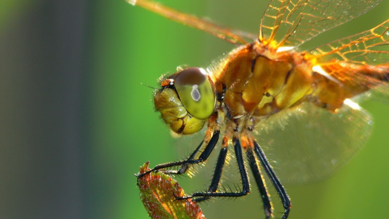 Dragonfly for 1366 x 768 HDTV resolution