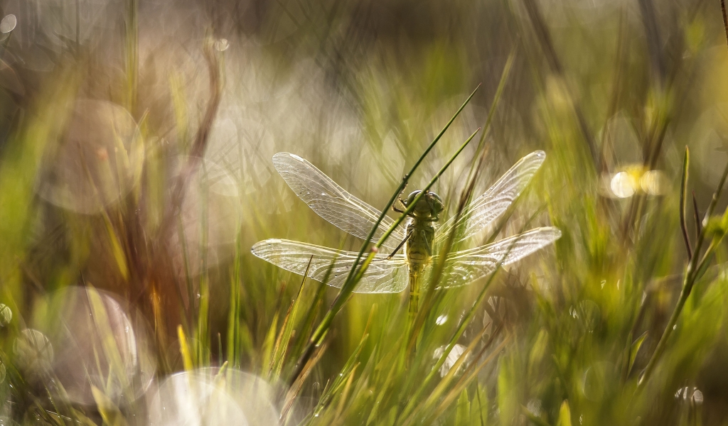 Dragonfly in the Grass for 1024 x 600 widescreen resolution