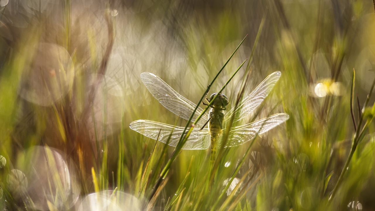 Dragonfly in the Grass for 1280 x 720 HDTV 720p resolution