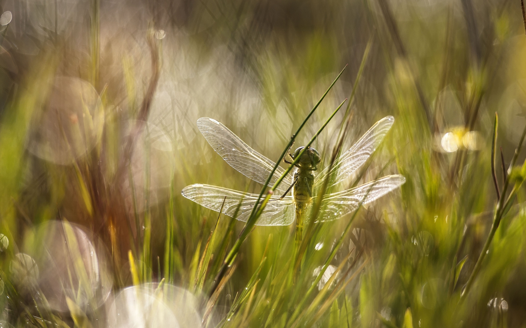 Dragonfly in the Grass for 1680 x 1050 widescreen resolution