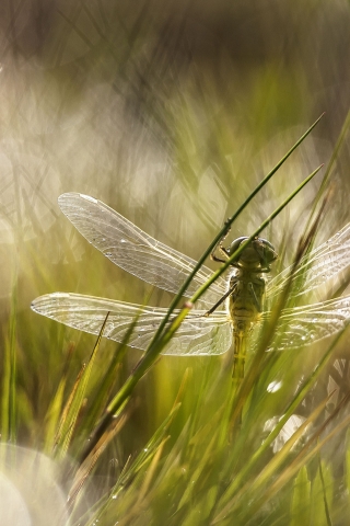 Dragonfly in the Grass for 320 x 480 iPhone resolution