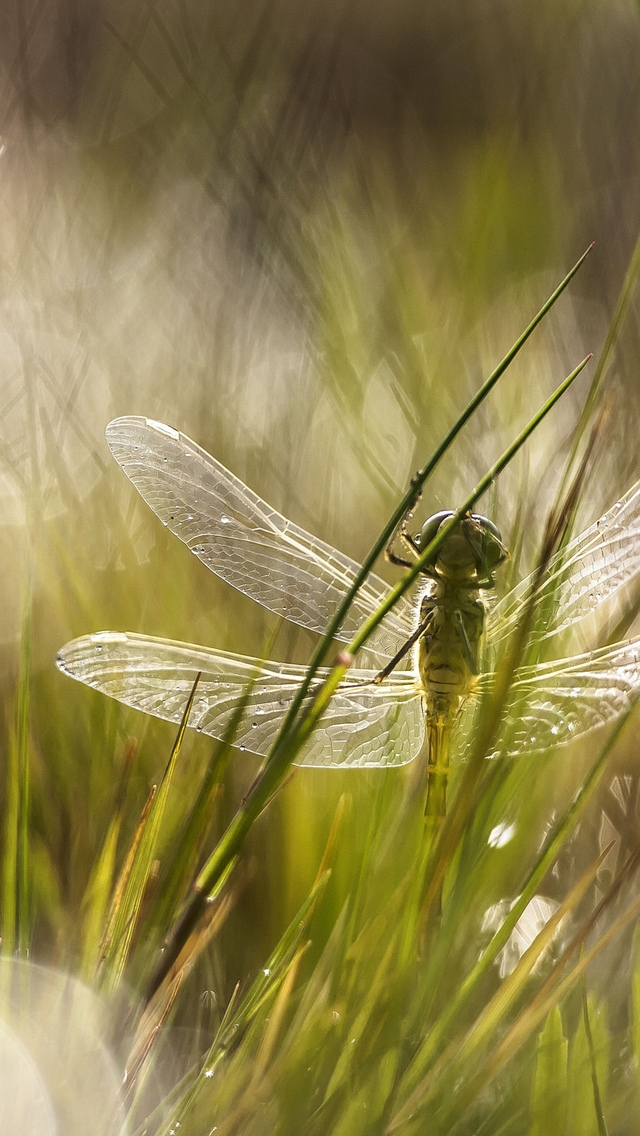 Dragonfly in the Grass for 640 x 1136 iPhone 5 resolution