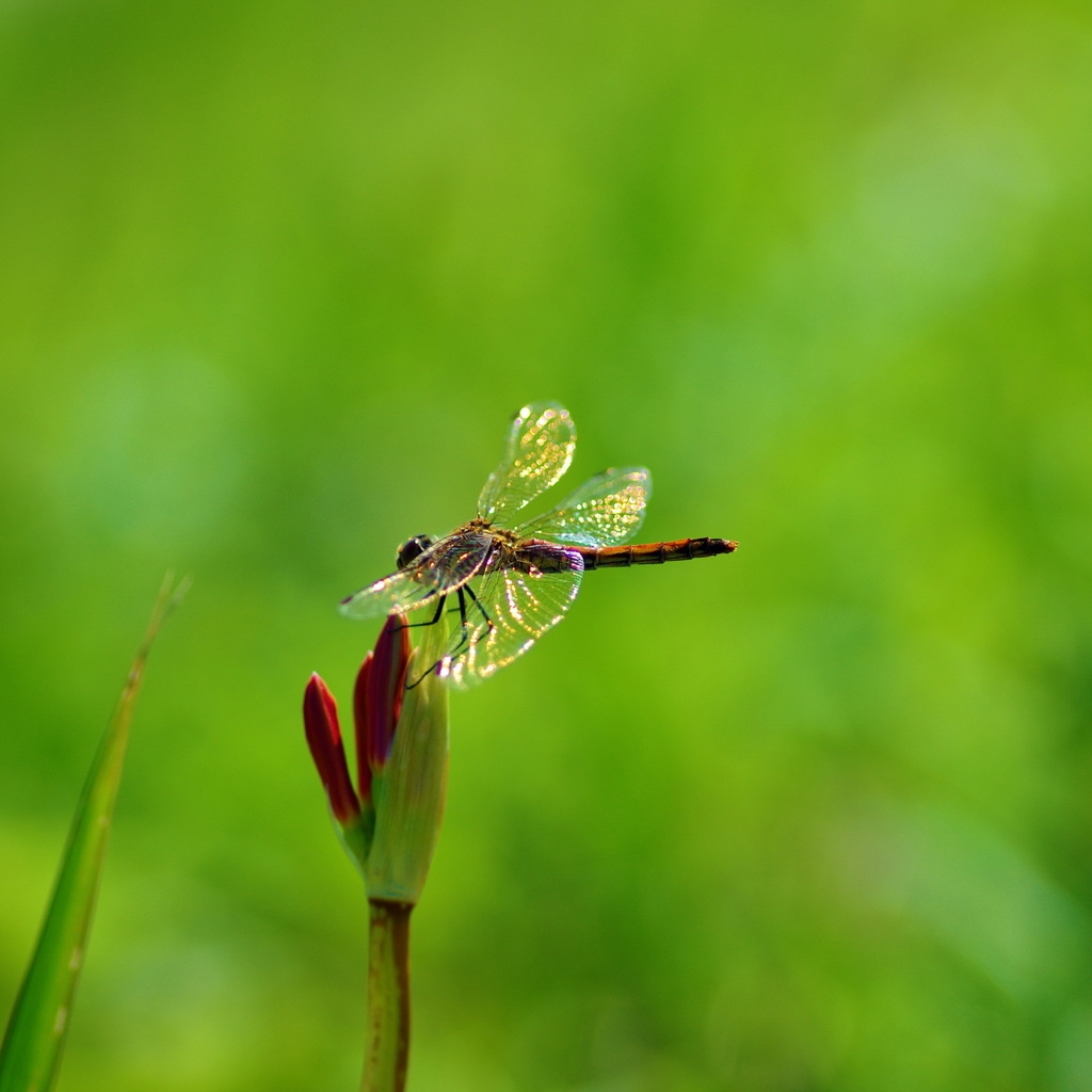 Dragonfly on Plant for 1024 x 1024 iPad resolution