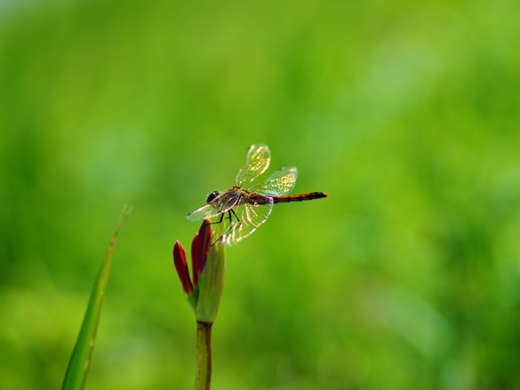 Dragonfly on Plant for 1024 x 768 resolution