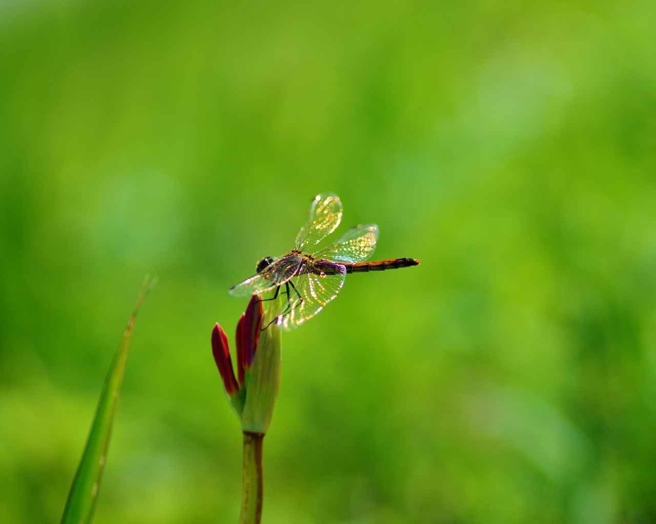 Dragonfly on Plant for 1280 x 1024 resolution