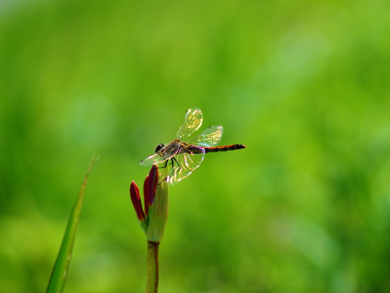 Dragonfly on Plant for 1280 x 960 resolution
