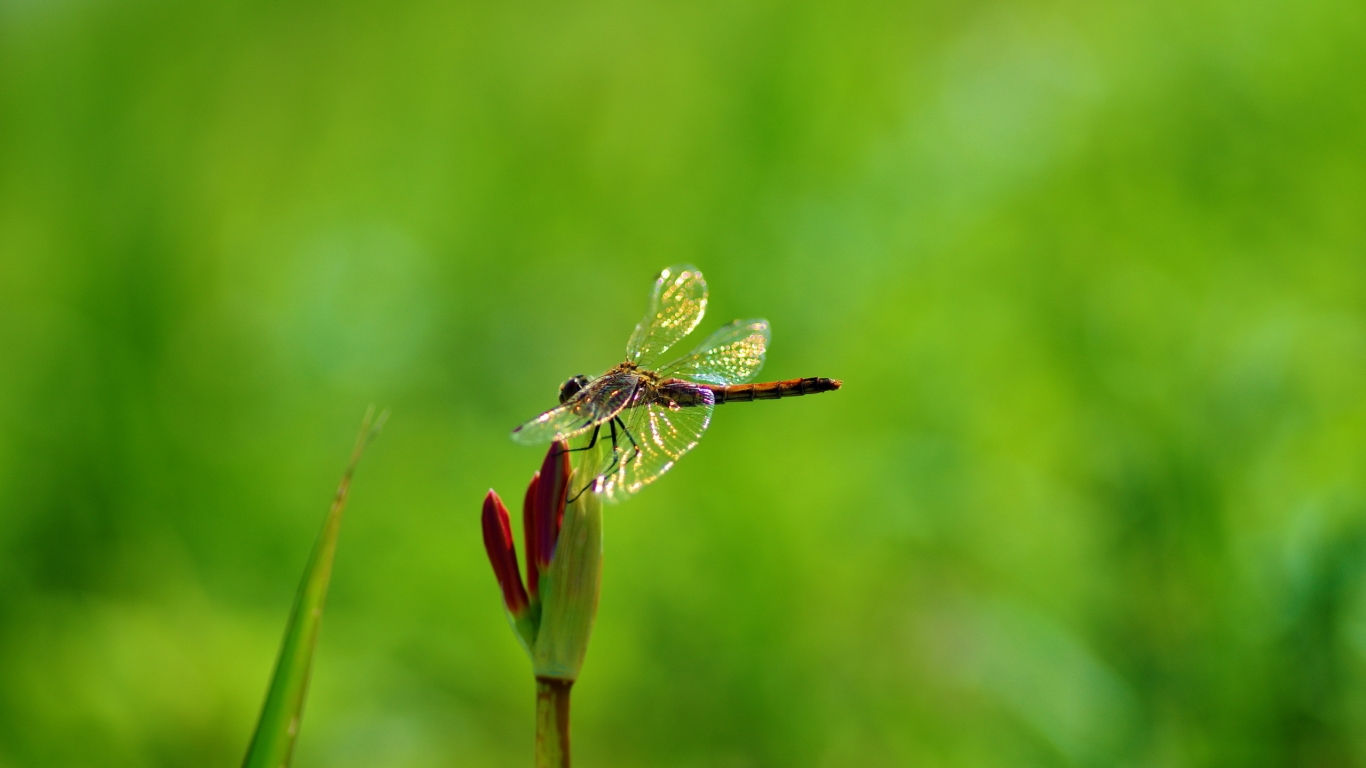 Dragonfly on Plant for 1366 x 768 HDTV resolution
