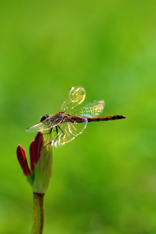 Dragonfly on Plant for 320 x 480 iPhone resolution