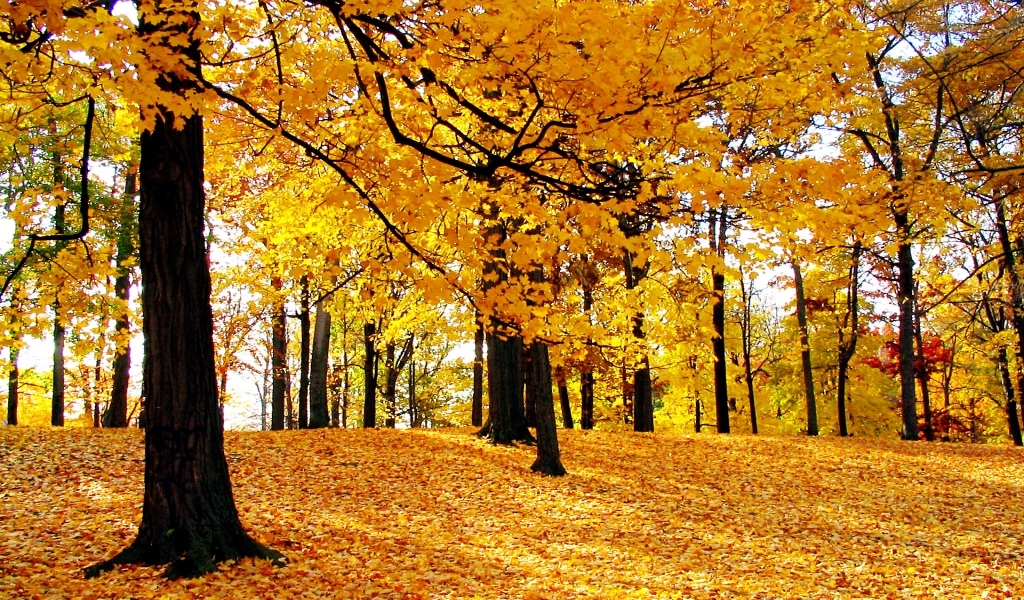 Dream Autumn for 1024 x 600 widescreen resolution