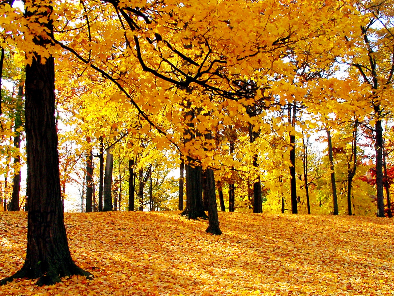 Dream Autumn for 1280 x 960 resolution