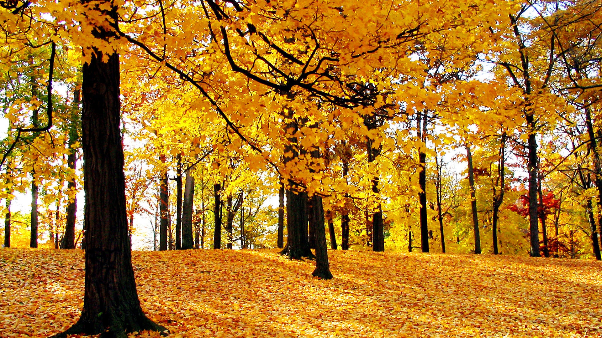 Dream Autumn for 1920 x 1080 HDTV 1080p resolution