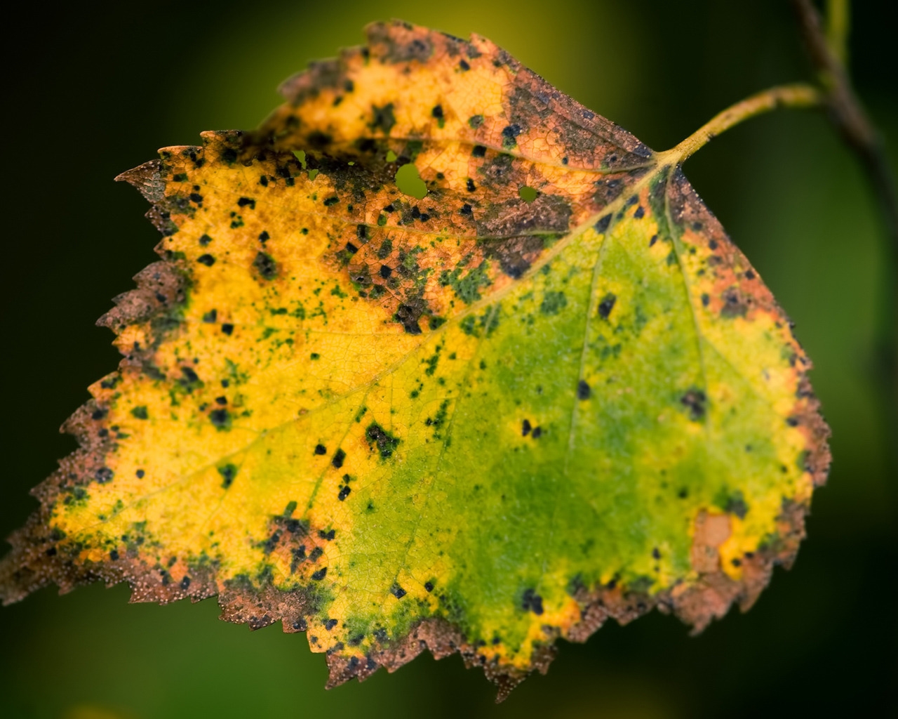 Dried Leaf for 1280 x 1024 resolution