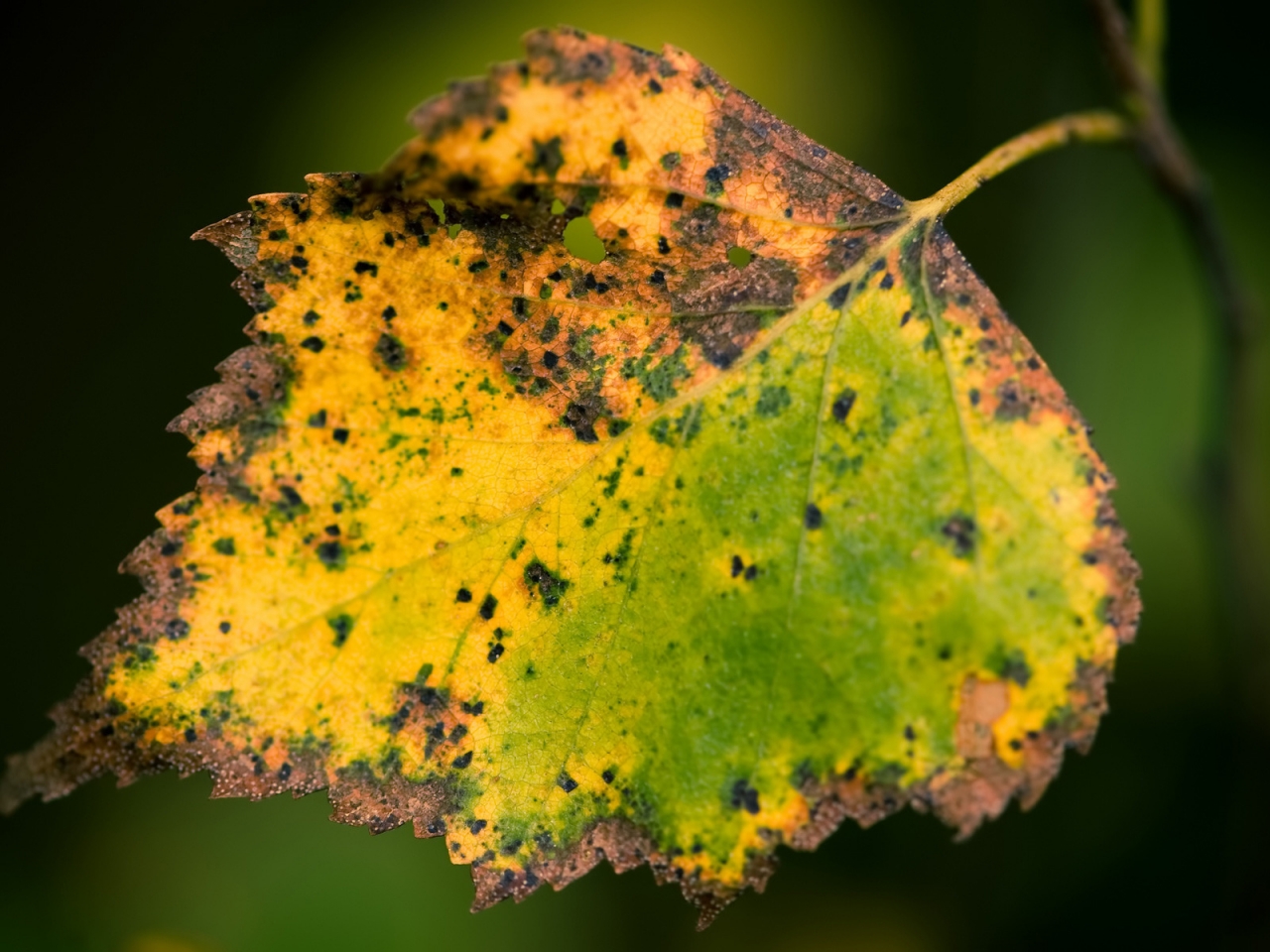 Dried Leaf for 1280 x 960 resolution