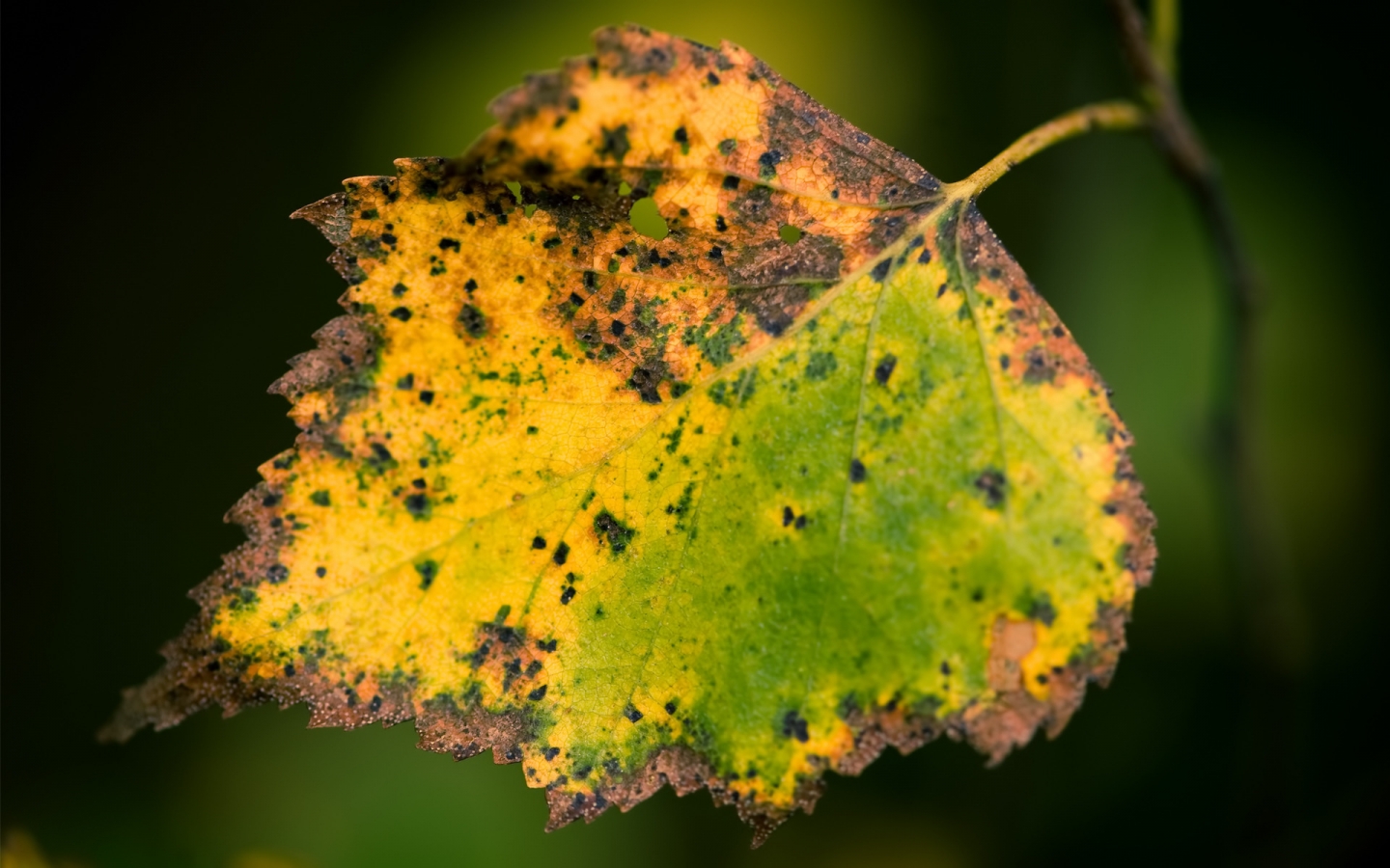 Dried Leaf for 1440 x 900 widescreen resolution