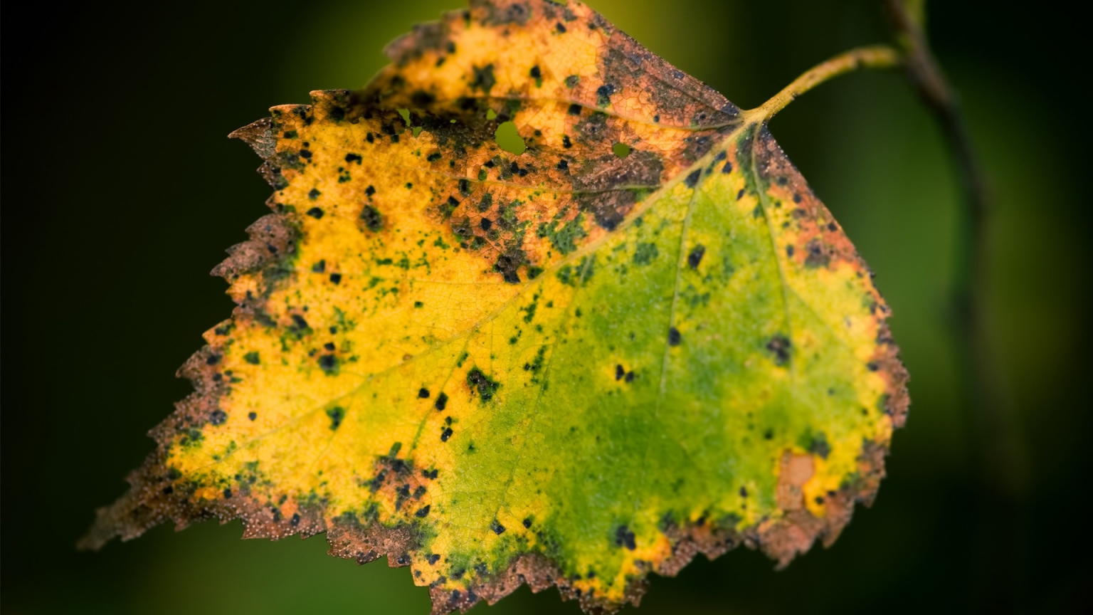 Dried Leaf for 1536 x 864 HDTV resolution