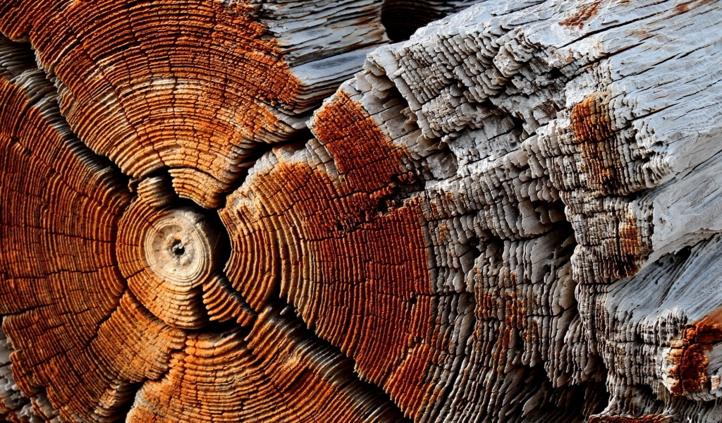 Dry Wood Texture for 1024 x 600 widescreen resolution