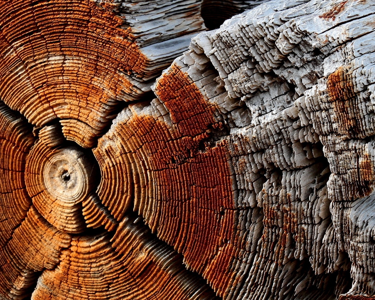 Dry Wood Texture for 1280 x 1024 resolution