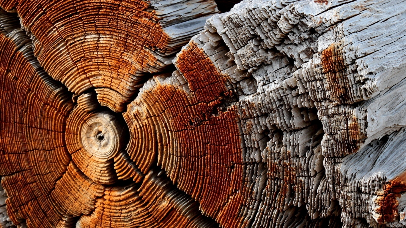 Dry Wood Texture for 1366 x 768 HDTV resolution