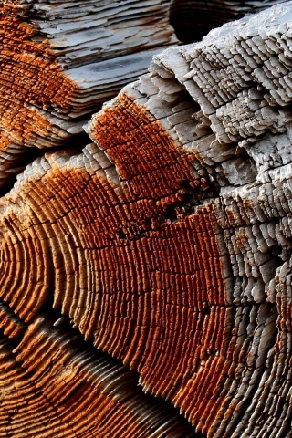 Dry Wood Texture for 320 x 480 iPhone resolution