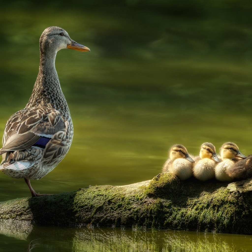 Duck Family for 1024 x 1024 iPad resolution