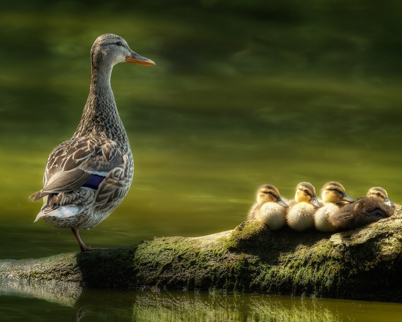 Duck Family for 1280 x 1024 resolution