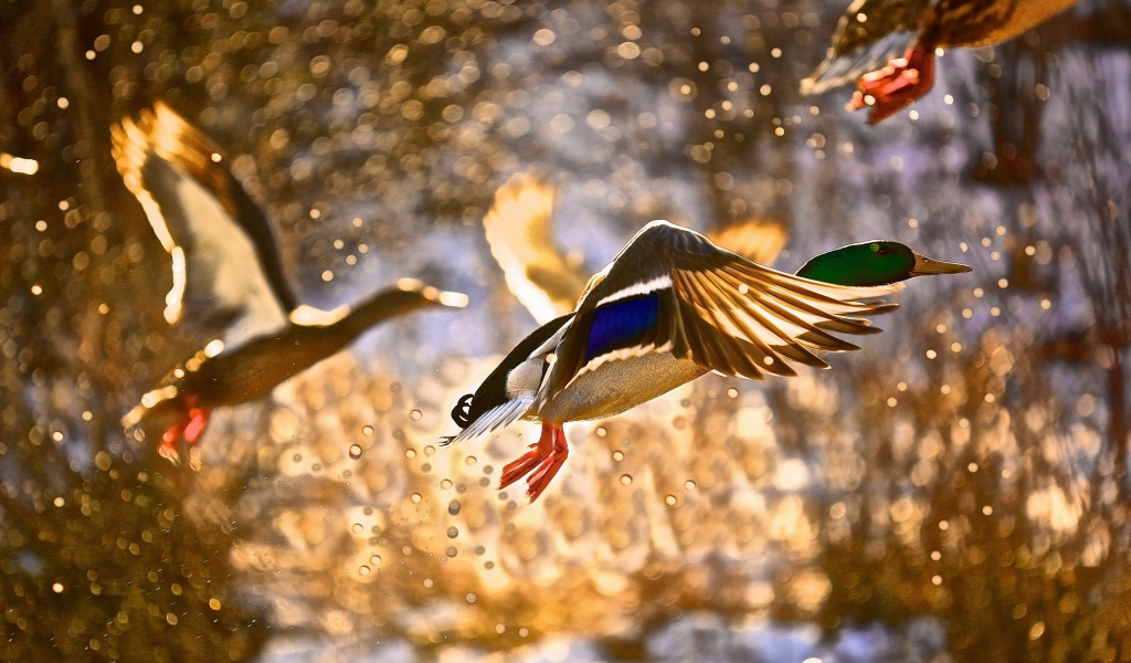 Duck Flying for 1024 x 600 widescreen resolution