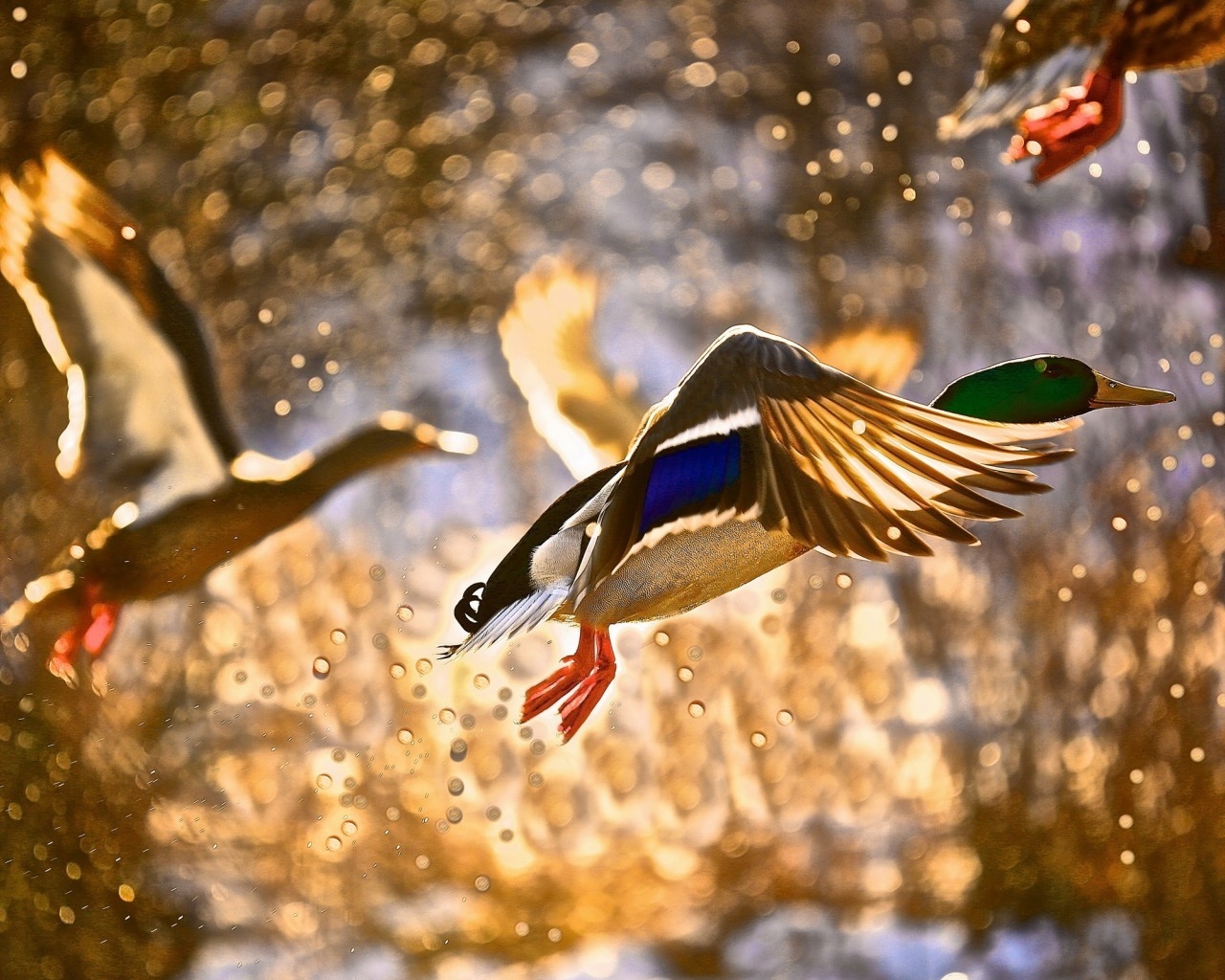 Duck Flying for 1280 x 1024 resolution