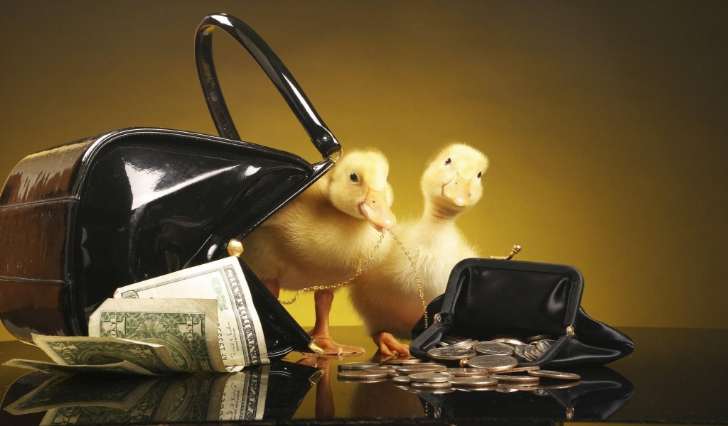 Ducklings with purse and money for 1024 x 600 widescreen resolution