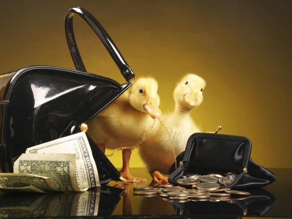 Ducklings with purse and money for 1024 x 768 resolution