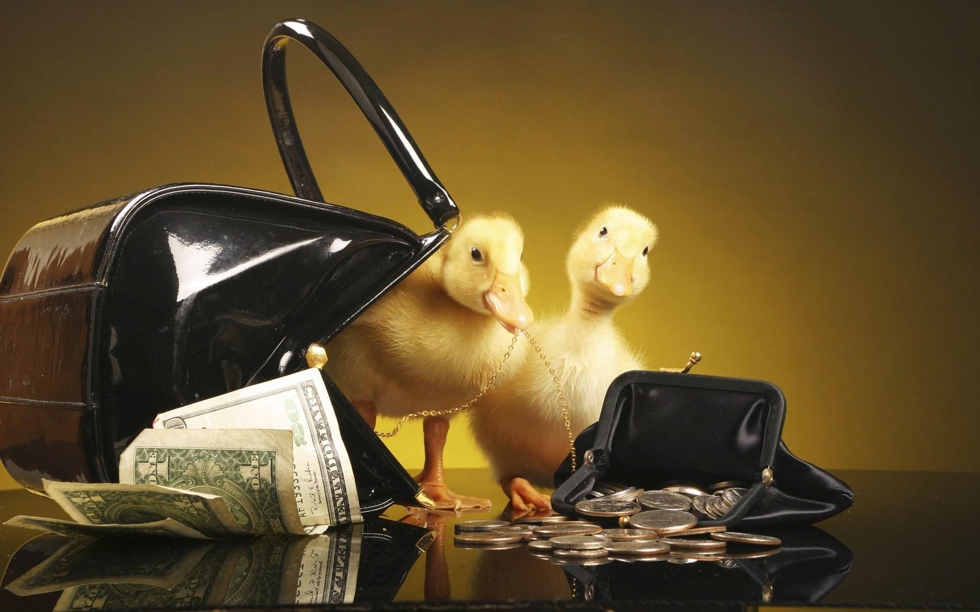 Ducklings with purse and money for 1920 x 1200 widescreen resolution
