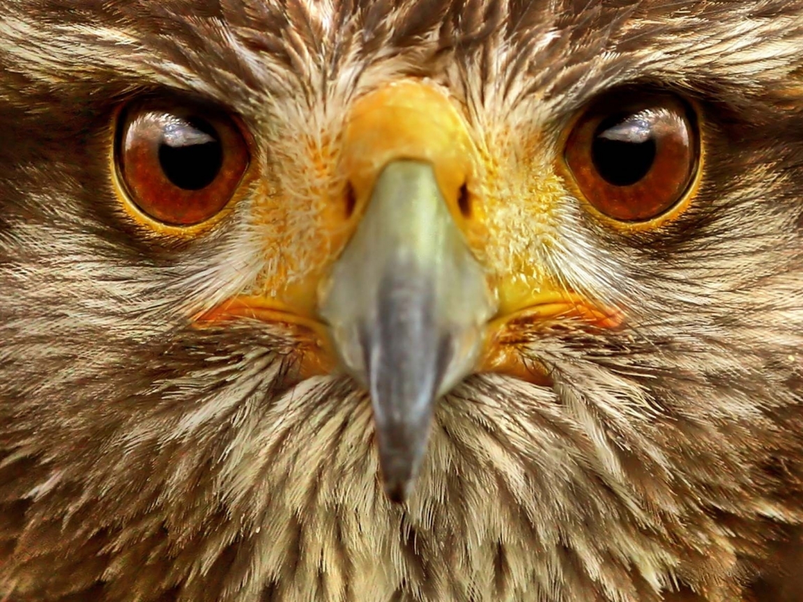 Eagle Close Up for 1152 x 864 resolution