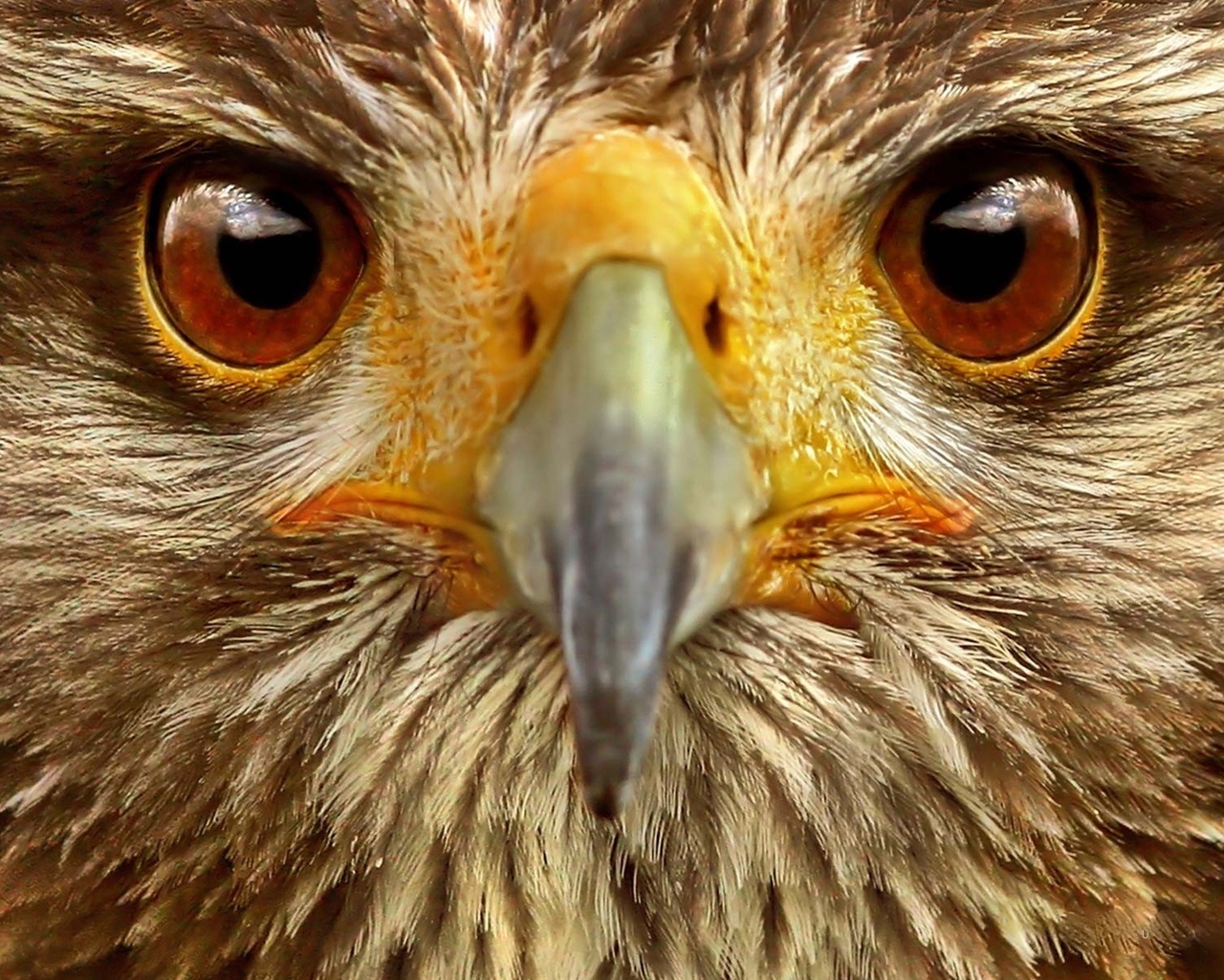 Eagle Close Up for 1280 x 1024 resolution