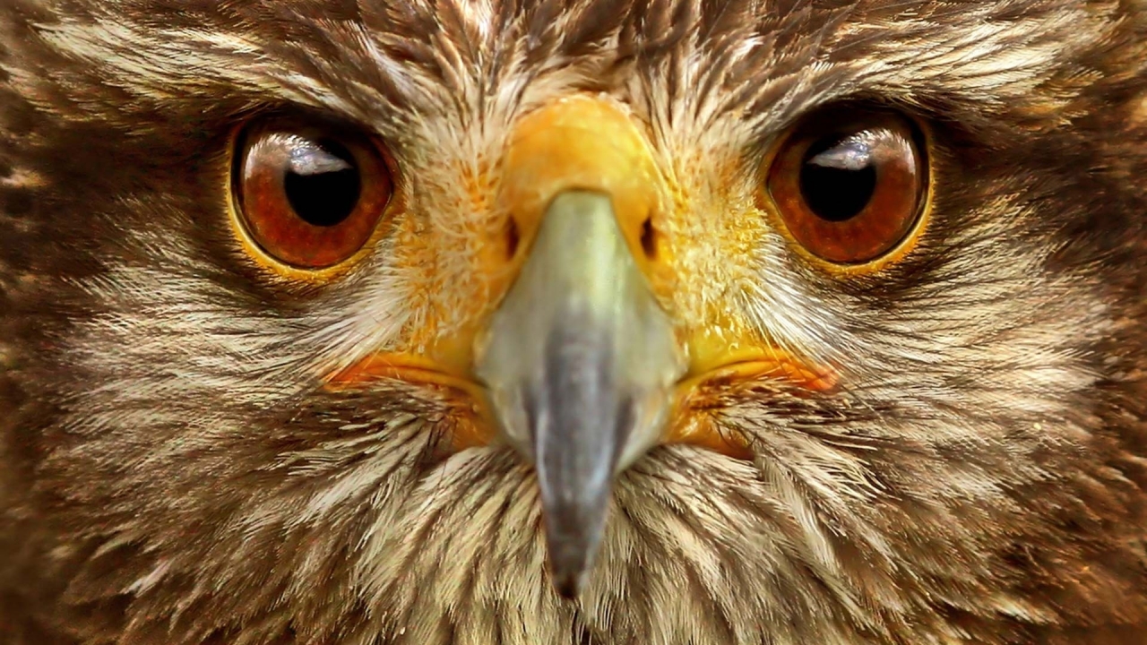 Eagle Close Up for 1280 x 720 HDTV 720p resolution
