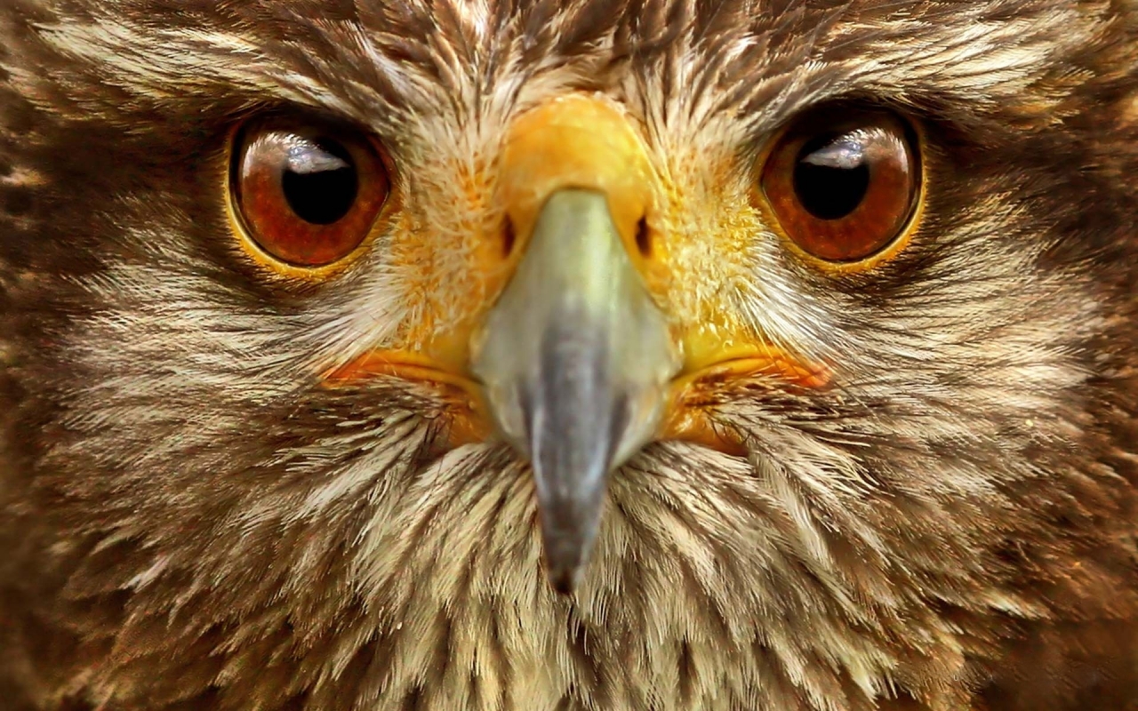 Eagle Close Up for 1280 x 800 widescreen resolution