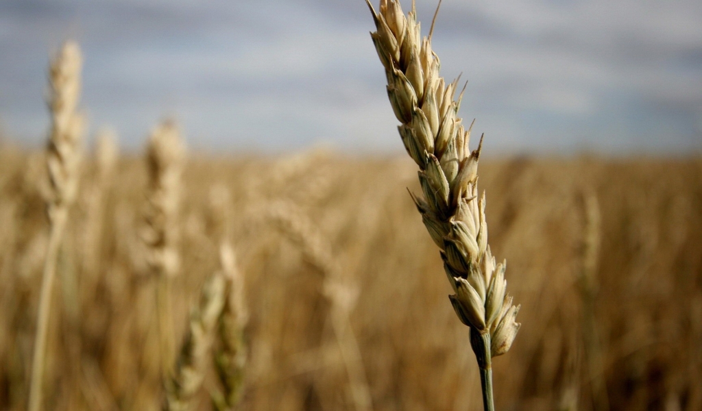 Ear of wheat for 1024 x 600 widescreen resolution