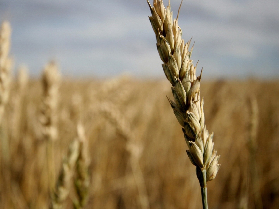 Ear of wheat for 1152 x 864 resolution